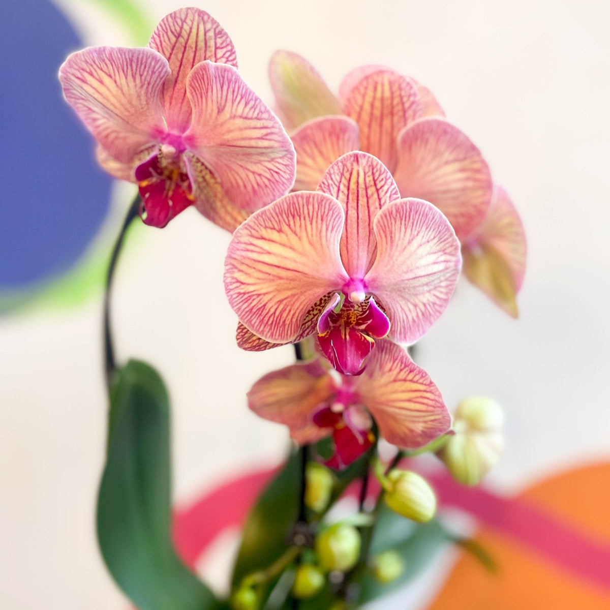 Peach & Pink Moth Orchid - Phalaenopsis 'Tropical Wonderland' – Sprouts ...