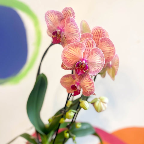 Peach & Pink Moth Orchid - Phalaenopsis 'Tropical Wonderland' - Sprouts of Bristol