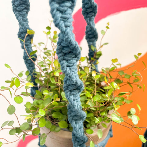 blue macrame plant hanger Peacock Blue Macrame Plant Hanger – Sprouts of Bristol