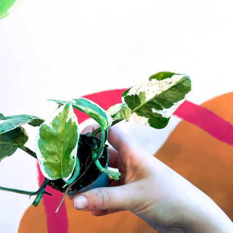 are pearls and jade pothos toxic to cats Epipremnum aureum 'White Panther'