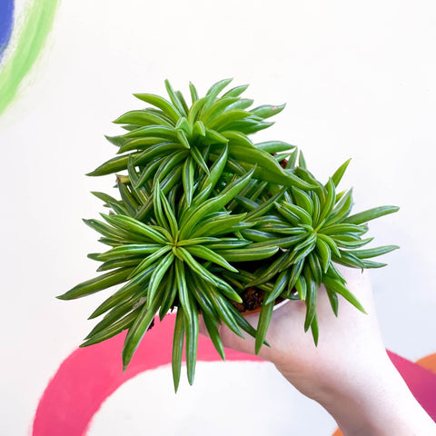 peperomia happy bean succulent Peperomia ferreyrae 'Happy Bean' – Sprouts of Bristol