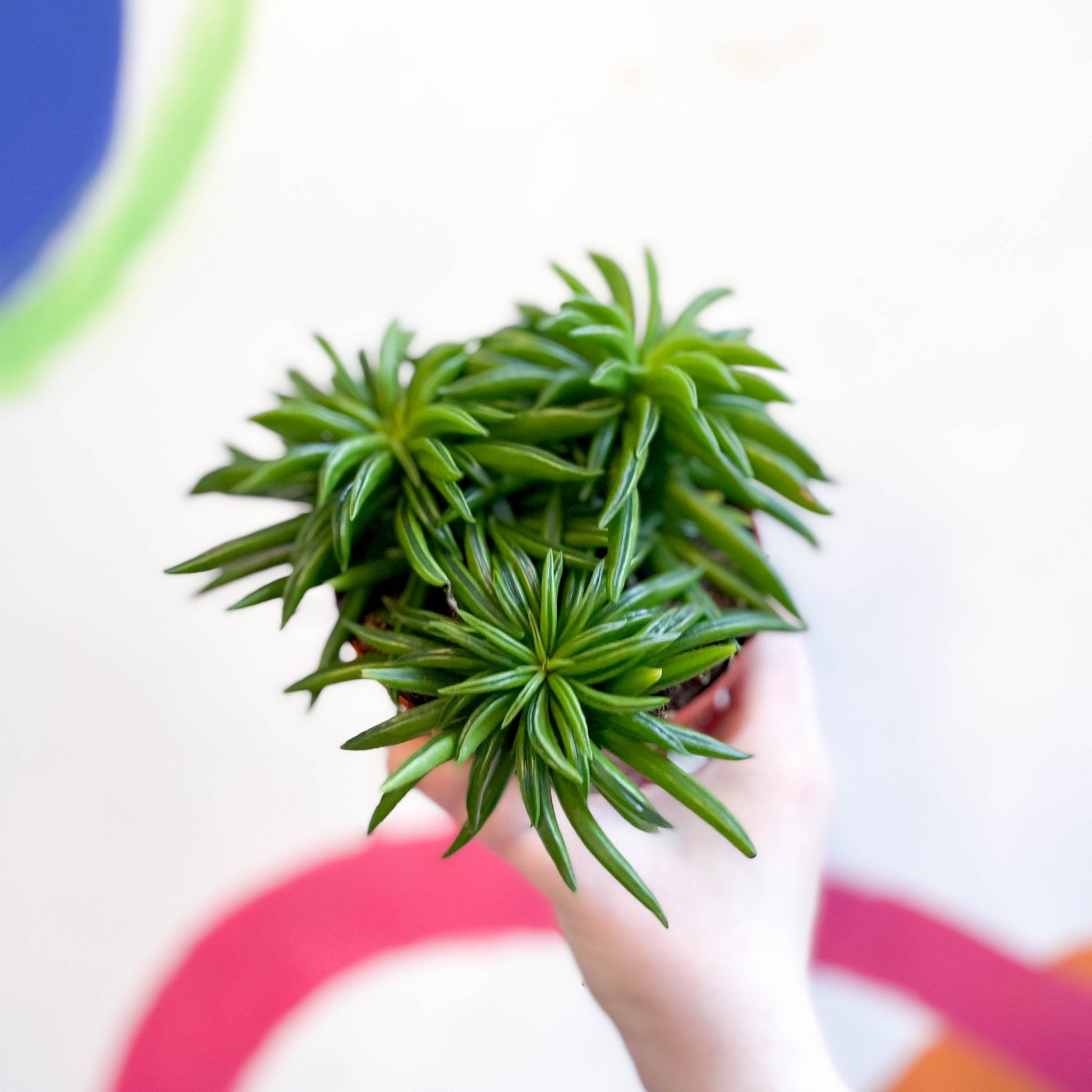Peperomia ferreyrae 'Happy Bean' – Sprouts of Bristol