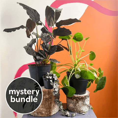 Pet Friendly Mystery Plant Bundle | Subscription Available | House Plant Lucky Dip Gift Set - Sprouts of Bristol