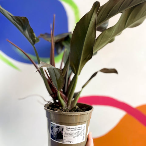 philodendron autumn falls Philodendron erubescens 'Autumn Falls'