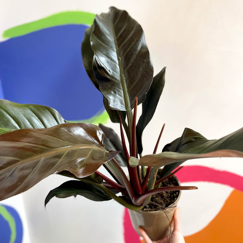 philodendron autumn Philodendron erubescens 'Autumn Falls'