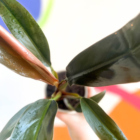 philodendron autumn falls Philodendron erubescens 'Autumn Falls'