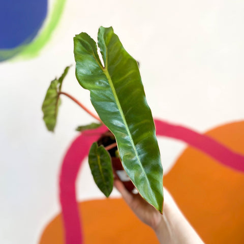 philodendron billietiae uk Philodendron billietiae – Sprouts of Bristol