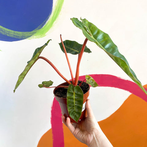 philodendron billietiae uk Philodendron billietiae – Sprouts of Bristol