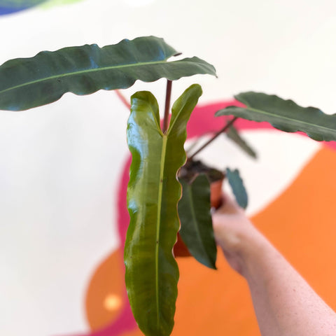 philodendron atabapoense x billie Philodendron billietiae x atabapoense – Sprouts of Bristol