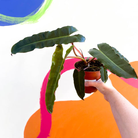 philodendron atabapoense x billie Philodendron billietiae x atabapoense – Sprouts of Bristol