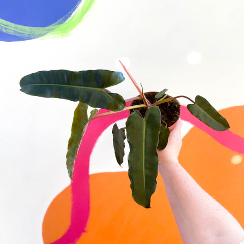 philodendron billietiae x atabapoense Philodendron billietiae x atabapoense – Sprouts of Bristol