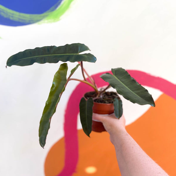 philodendron billietiae x atabeni Philodendron billietiae x atabapoense – Sprouts of Bristol