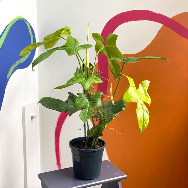 philodendron bipennifolium yellow violin Philodendron bipennifolium aurea 'Golden Violin' – Sprouts of Bristol