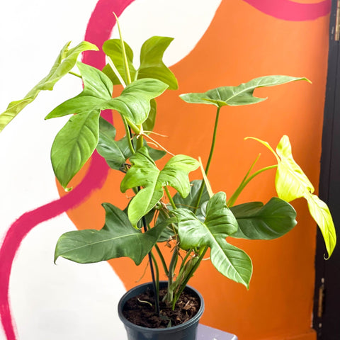 golden violin philodendron care Philodendron bipennifolium aurea 'Golden Violin' – Sprouts of Bristol