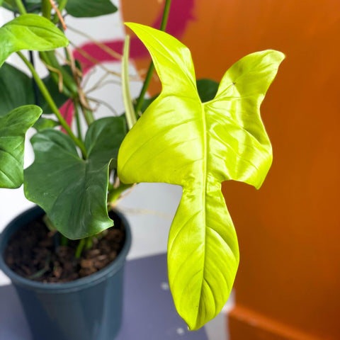 philodendron bipennifolium yellow violin Philodendron bipennifolium aurea 'Golden Violin' – Sprouts of Bristol