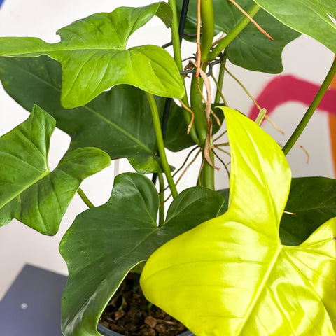 philodendron aurea gold Philodendron bipennifolium aurea 'Golden Violin' – Sprouts of Bristol
