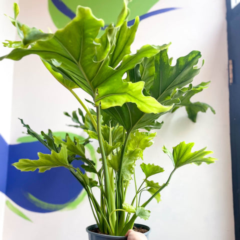 philodendron bipinnatifidum little hope Philodendron bipinnatifidum 'Little Hope' – Sprouts of Bristol