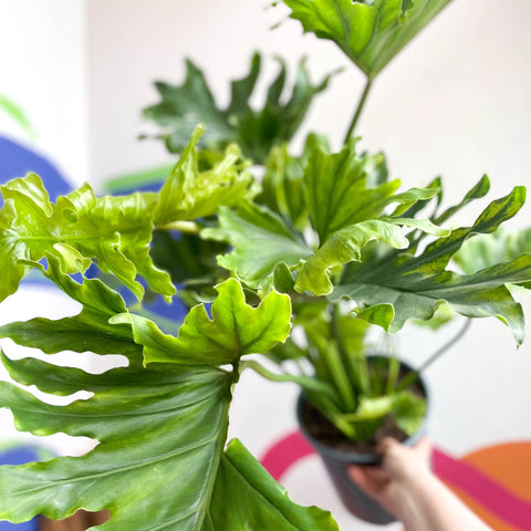 philodendron little hope Philodendron bipinnatifidum 'Little Hope' – Sprouts of Bristol