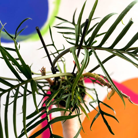 philodendron elegans vs tortum Philodendron bipinnatifidum 'Tortum' – Sprouts of Bristol