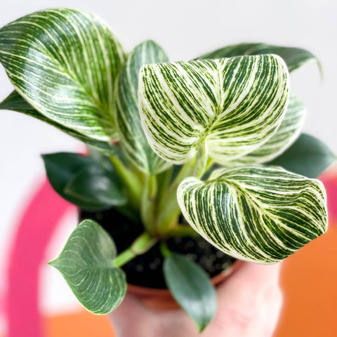 philodendron birkin white wave Philodendron birkin 'White Wave' – Sprouts of Bristol