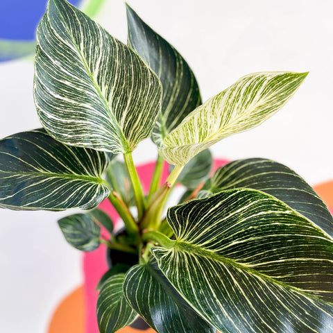 philodendron birkin cat toxic Philodendron birkin 'White Wave' – Sprouts of Bristol