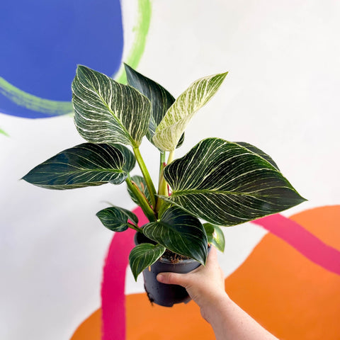 philodendron wave Philodendron birkin 'White Wave' – Sprouts of Bristol