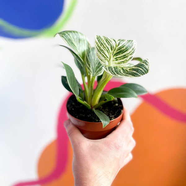 hydroponic philodendron white wave Philodendron birkin 'White Wave' – Sprouts of Bristol