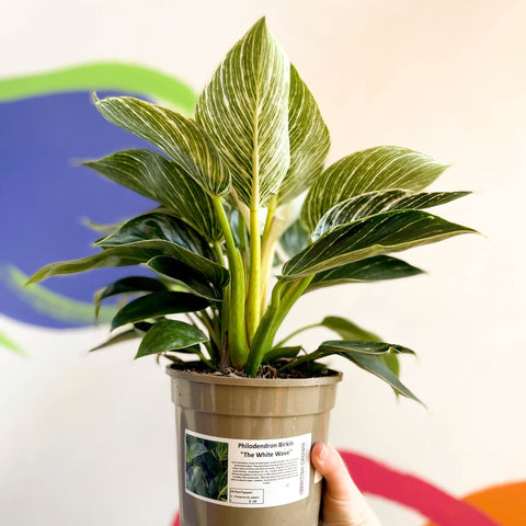 philodendron birkin uk Philodendron birkin