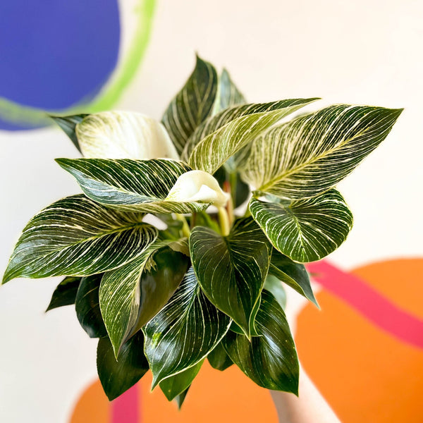philodendron birkin full grown Philodendron birkin