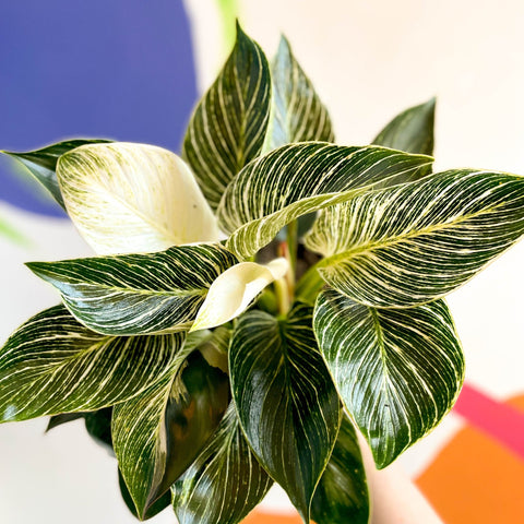 birkin philodendron scientific name Philodendron birkin