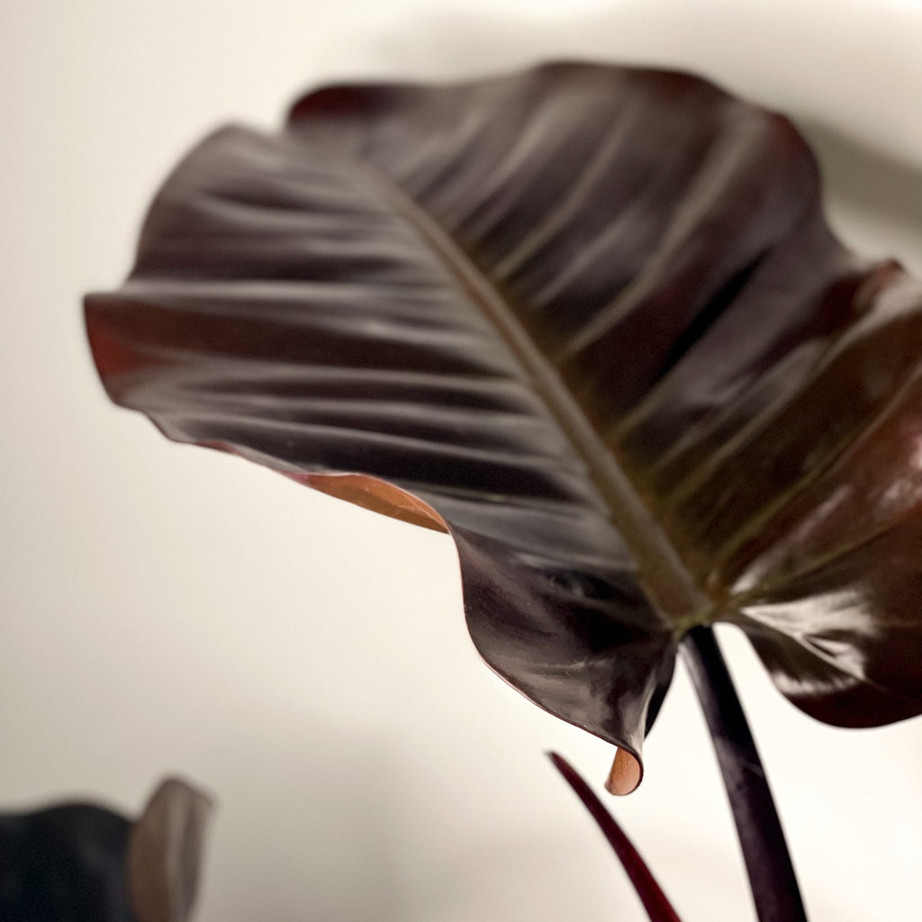 Philodendron 'Black Cardinal' - Sprouts of Bristol