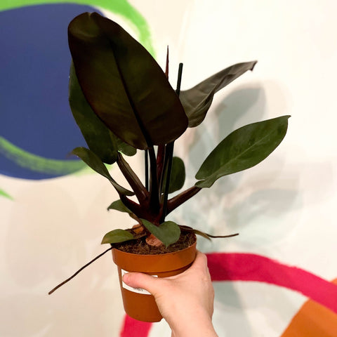 black imperial philodendron Philodendron 'Black Cardinal' – Sprouts of Bristol