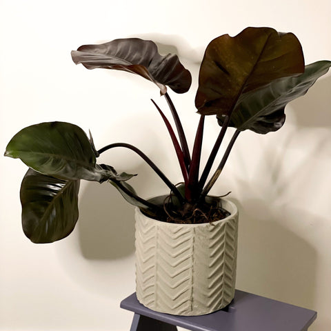 philodendron black cardinal uk Philodendron 'Black Cardinal' – Sprouts of Bristol