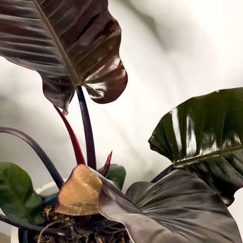 philodendron black cardinal uk Philodendron 'Black Cardinal' – Sprouts of Bristol