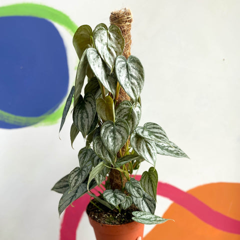 philodendron brandtianum kaufen Philodendron brandtianum – Sprouts of Bristol