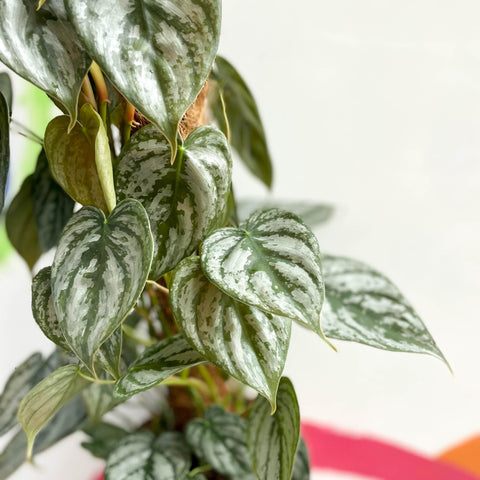 philodendron brandtianum uk Philodendron brandtianum – Sprouts of Bristol