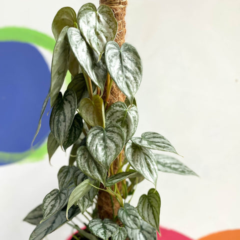 philodendron brandtianum moss pole Philodendron brandtianum – Sprouts of Bristol