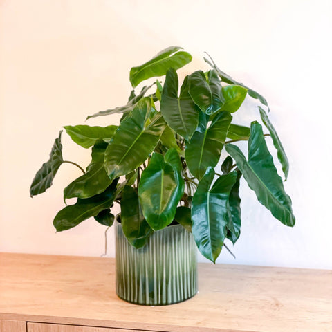 philodendron burle marx soil mix Philodendron burle-marxii – Sprouts of Bristol