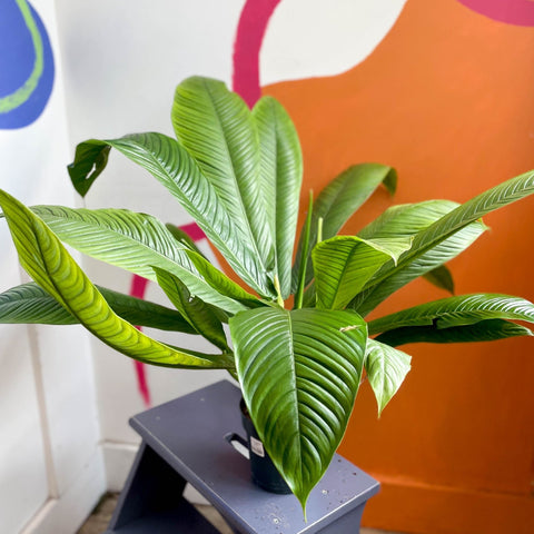 philodendron campii lynette mature Philodendron campii 'Lynette' – Sprouts of Bristol