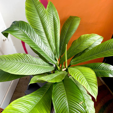 philodendron lynette campii Philodendron campii 'Lynette' – Sprouts of Bristol