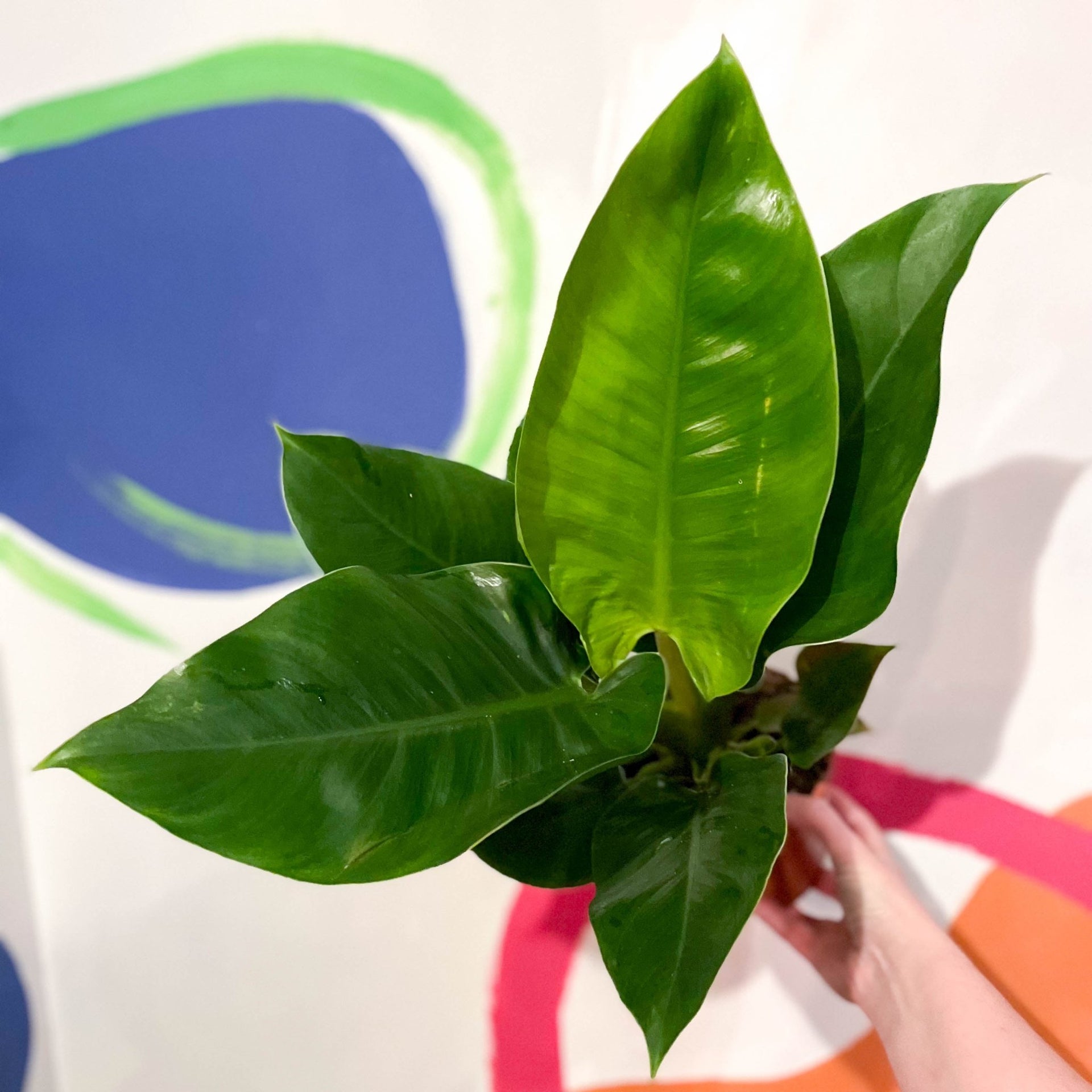 Philodendron erubescens 'Imperial Green'  Sprouts of Bristol
