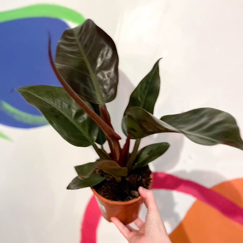 philodendron imperial red wikipedia Philodendron erubescens 'Imperial Red' – Sprouts of Bristol