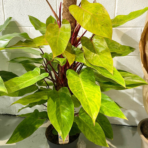 philodendron painted lady uk Philodendron erubescens 'Painted Lady' – Sprouts of Bristol