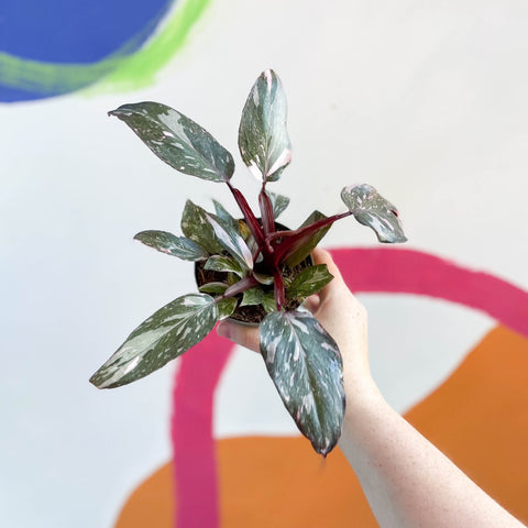 philodendron erubescens pink princess kaufen Philodendron erubescens 'Pink Princess' – Sprouts of Bristol