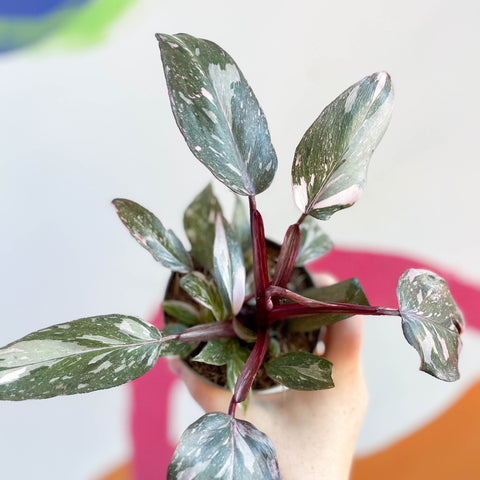 pink princess philodendron uk Philodendron erubescens 'Pink Princess' – Sprouts of Bristol