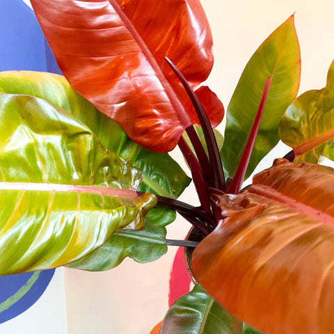 philodendron erubescens prince of orange Philodendron erubescens 'Prince of Orange'