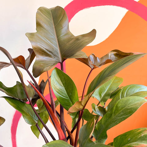 philodendron florida bronze Philodendron 'Florida Bronze' – Sprouts of Bristol