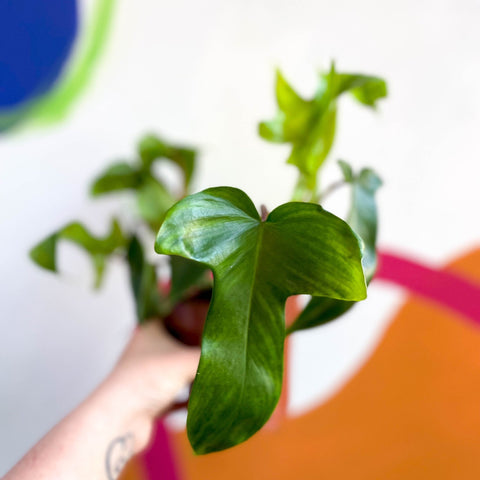 philodendron pedatum x squamiferum Philodendron squamiferum x pedatum 'Florida Green' – Sprouts of Bristol