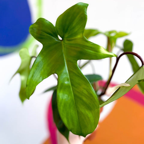 philodendron pedatum x squamiferum Philodendron squamiferum x pedatum 'Florida Green' – Sprouts of Bristol