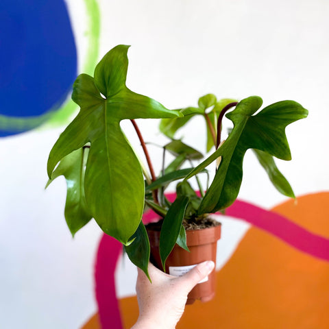 philodendron hybrid florida green Philodendron squamiferum x pedatum 'Florida Green' – Sprouts of Bristol